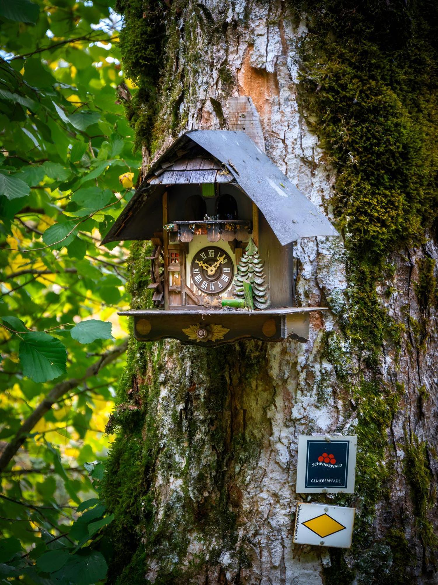 Landhaus Panoramablick Schonach im Schwarzwald Ngoại thất bức ảnh